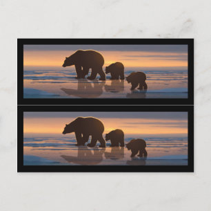 Polar Bear Family Book markers Postcard