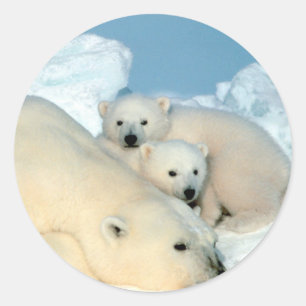 Polar Bear Family Classic Round Sticker