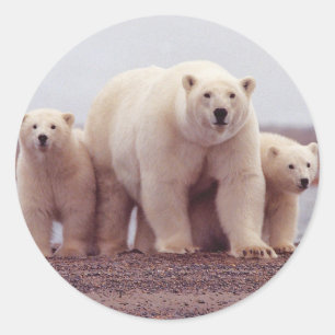 Polar Bear Family Classic Round Sticker