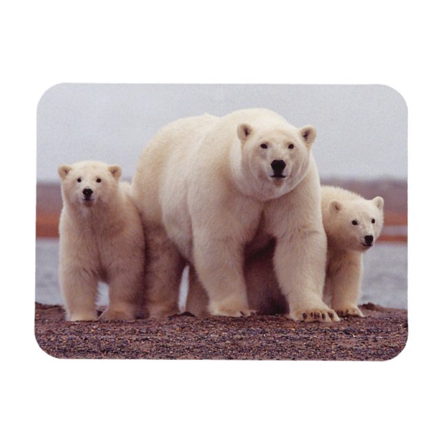 Polar Bear Family Cute Photo Magnet (Horizontal)