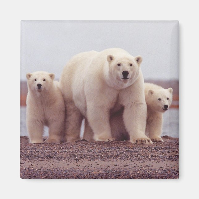 Polar Bear Family Magnet (Front)