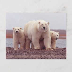 Polar Bear Family Mother and Cubs Photo Postcard
