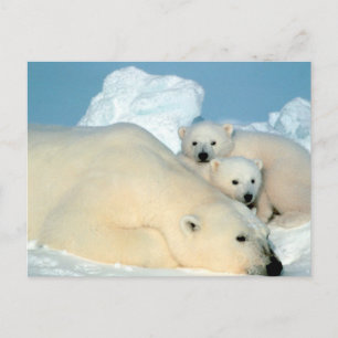 Polar Bear Family Postcard