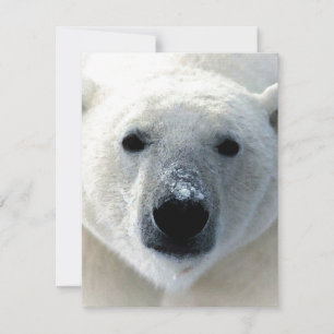 Polar Bear Flat Card