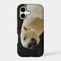 Polar Bear Grin