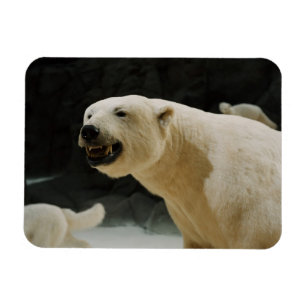 Polar Bear Grin Magnet