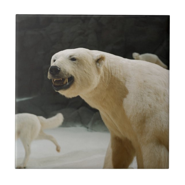 Polar Bear Grin Tile (Front)