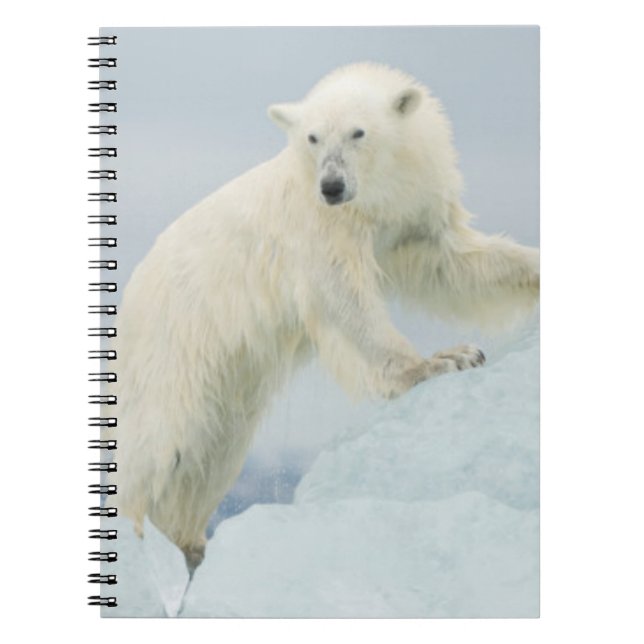 Polar bear in summer notebook (Front)