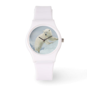 Polar bear in summer watch