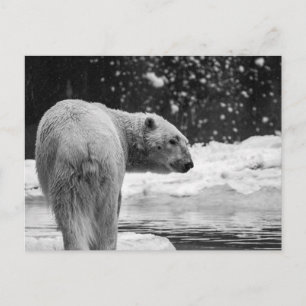 Polar Bear in the Snow Postcard