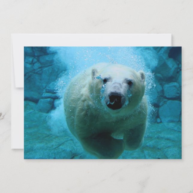 Polar Bear In Water (Front)