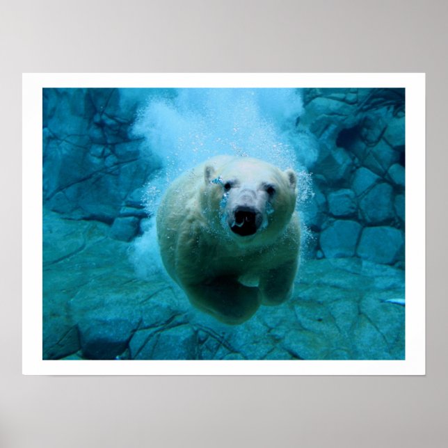 Polar Bear In Water Poster (Front)