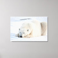 Polar Bear in winter