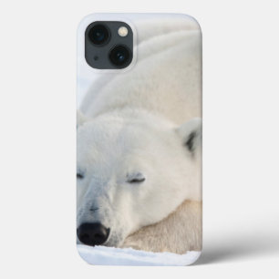 Polar Bear in winter iPhone 13 Case