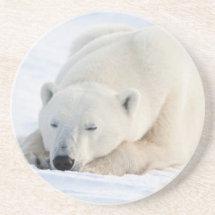 Polar Bear in winter Coaster