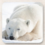 Polar Bear in winter Coaster<br><div class="desc">Richard & Susan Day / DanitaDelimont.com | Canada,  Manitoba | Polar Bear (Ursus maritimus) in winter,  Churchill Wildlife Management Area,  Churchill,  Manitoba,  Canada.</div>