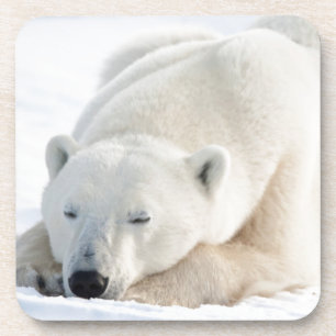 Polar Bear in winter Coaster