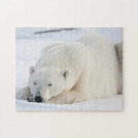 Polar Bear in winter
