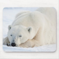 Polar Bear in winter