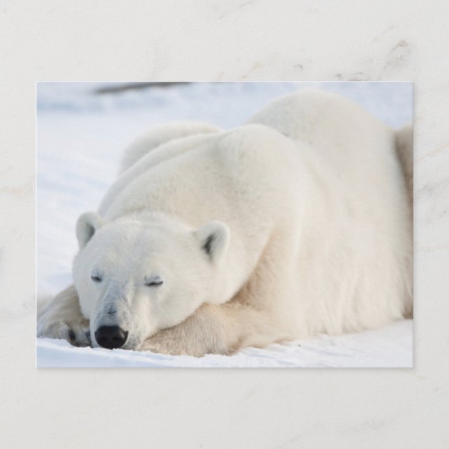 Polar Bear in winter Postcard (Front)