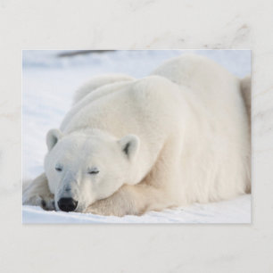 Polar Bear in winter Postcard
