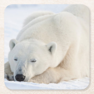 Polar Bear in winter Square Paper Coaster