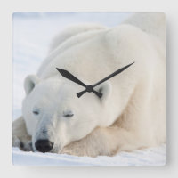 Polar Bear in winter