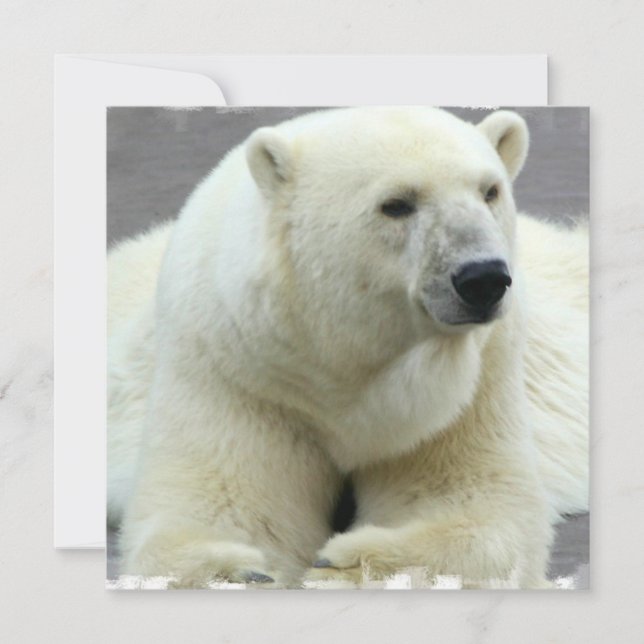 Polar Bear Invitation (Front)