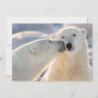 Polar Bear Kiss