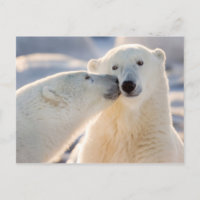 Polar Bear Kiss