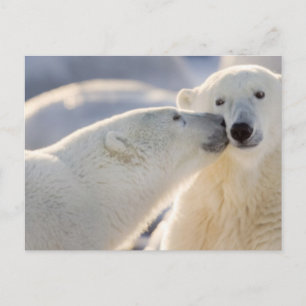 Polar Bear Kiss Postcard