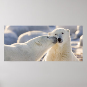Polar Bear Kiss Poster