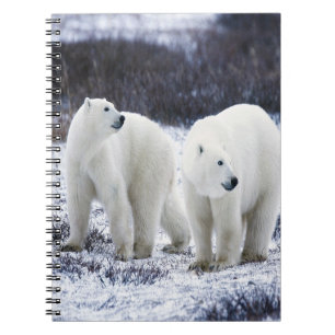 Polar Bear Love Notebook
