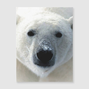 Polar Bear Magnetic Card