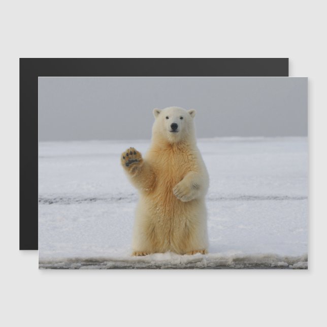 Polar Bear Magnetic Card (Front/Back)
