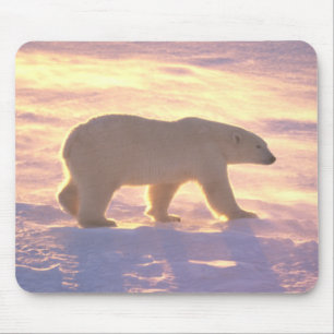 Polar Bear Morn 3 Mousepad