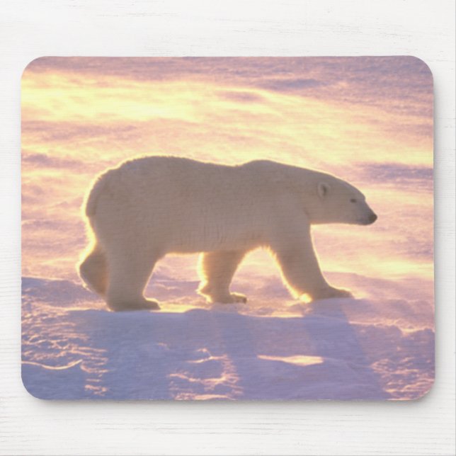 Polar Bear Morn 3 Mousepad (Front)