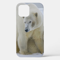 POLAR BEAR MOTHER AND CUB NORTHERN ALASKA