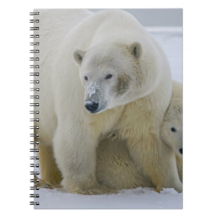 POLAR BEAR MOTHER AND CUB NORTHERN ALASKA NOTEBOOK