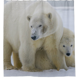 POLAR BEAR MOTHER AND CUB NORTHERN ALASKA SHOWER CURTAIN