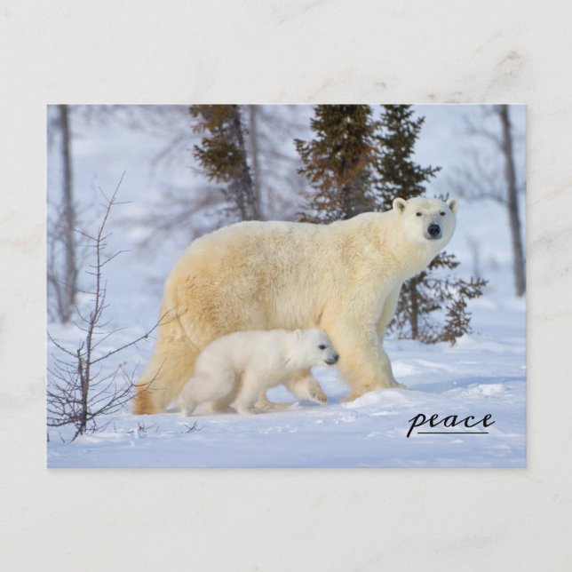 Polar Bear Mother and Cub on the Tundra Holiday Postcard (Front)