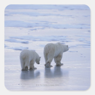 Polar Bear Mother and Cub Square Sticker