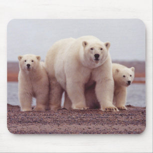 Polar Bear Mother and Cubs Photo Mouse Mat