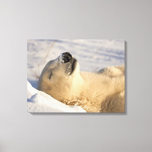 Polar Bear Nap Canvas Print (Front)