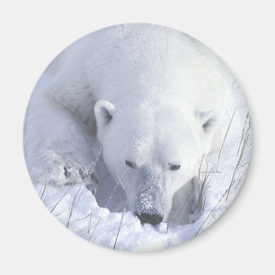 Polar Bear Nap Magnet