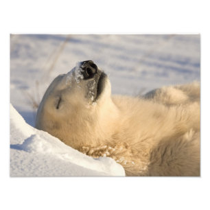 Polar Bear Nap Photo Print