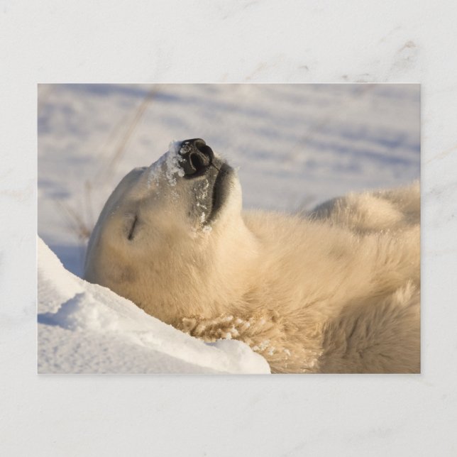 Polar Bear Nap Postcard (Front)