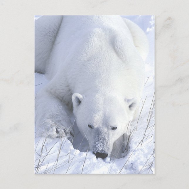 Polar Bear Nap Postcard (Front)
