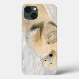 Polar Bear near Hudson Bay iPhone 13 Case