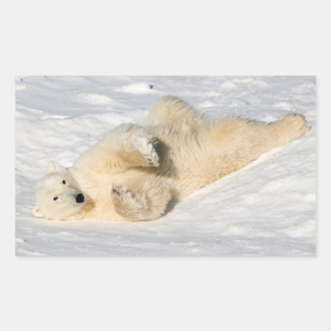 Polar Bear near Hudson Bay Rectangular Sticker (Front)